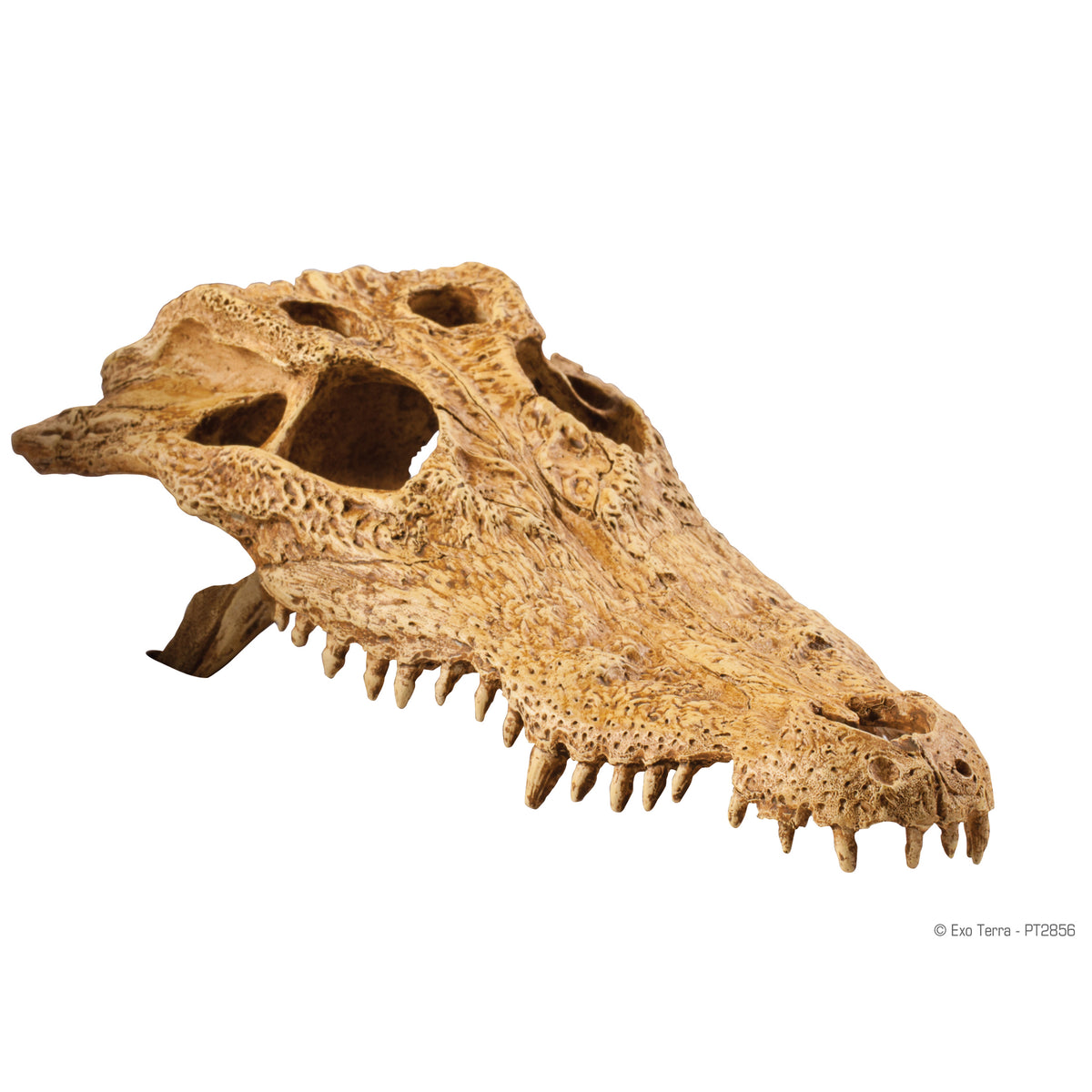Cachette en forme de crâne de crocodile