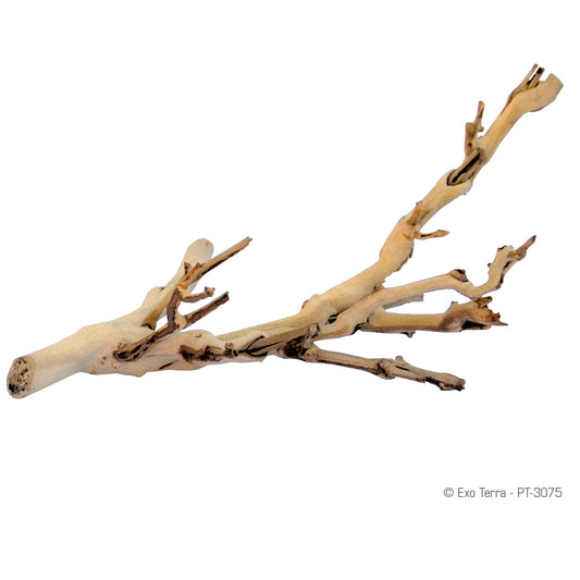 Branche d'arbre Forest Branch en vigne sablée