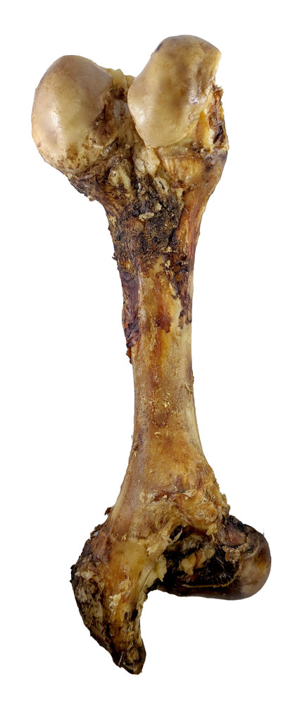 Fémur géant