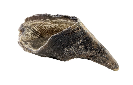 Sabot de bœuf