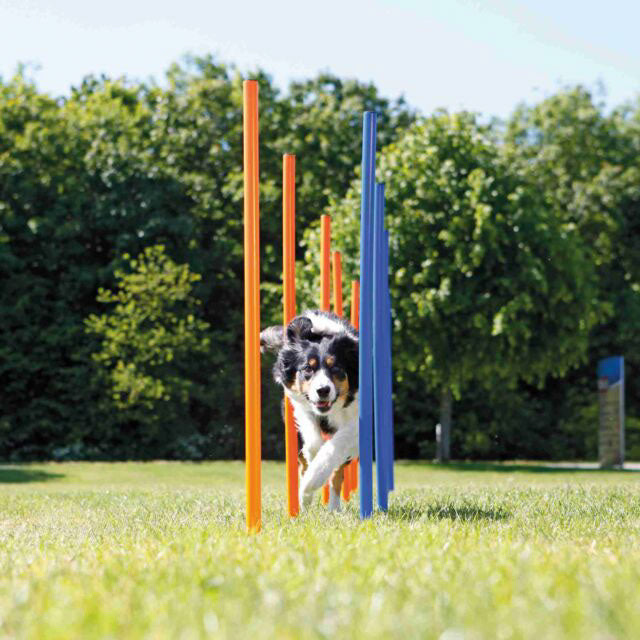Slalom d'agilité en plastique 3 x 115 cm