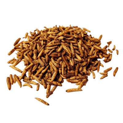 Larves de mouche séchées Maska