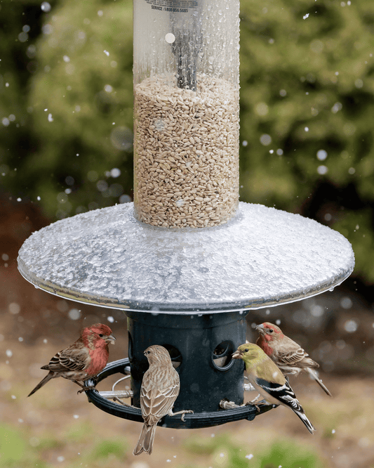 Abri contre les intempéries Squirrel Buster Plus